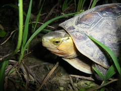 Cuora flavomarginata