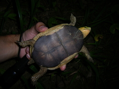 Cuora flavomarginata