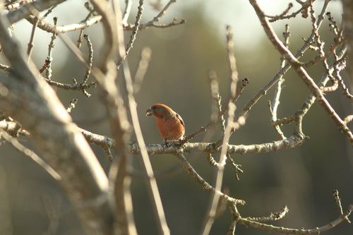 Parrot Crossbill (Loxia pytyopsittacus), photo 10