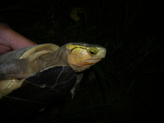Cuora flavomarginata