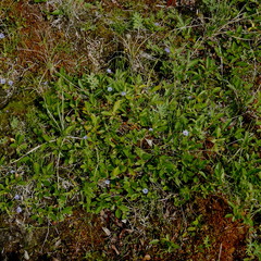 Gentiana prostrata