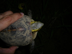 Cuora flavomarginata