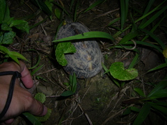 Cuora flavomarginata