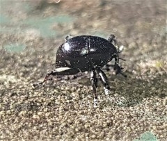 Trigonopterus