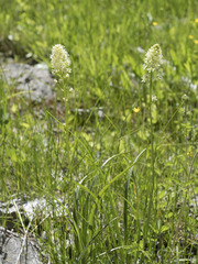 Toxicoscordion venenosum venenosum