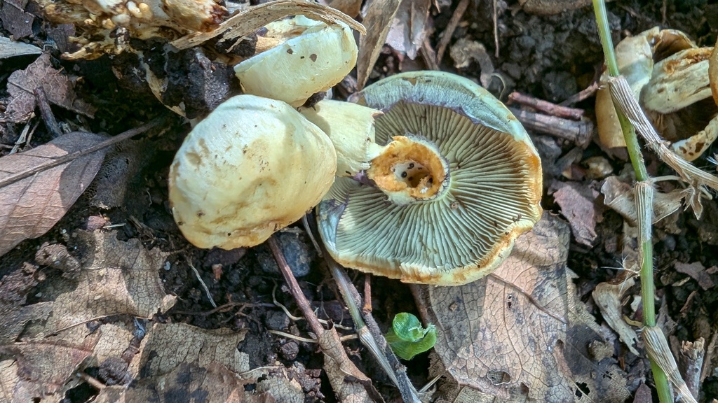 Hypholoma fasciculare · October 2024 · photo: © atsushi_nakajima_cirque (iNaturalist, cc-by)