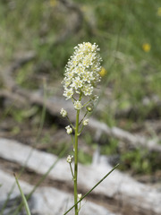 Toxicoscordion venenosum venenosum