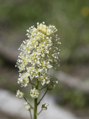 Toxicoscordion venenosum venenosum