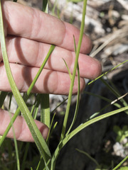 Toxicoscordion venenosum venenosum