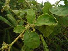 Solanum jamaicense