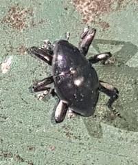 Trigonopterus