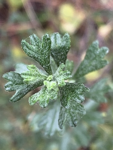 Antelope Bitterbrush