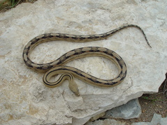 Bogertophis subocularis
