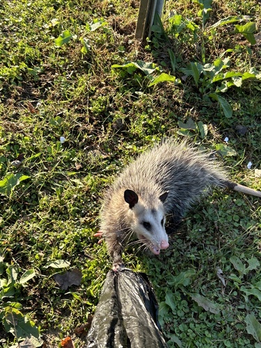 Opossum