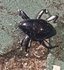 Trigonopterus