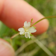Epilobium davuricum