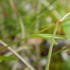 Epilobium davuricum