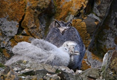 Southern Giant Petrel photo 3