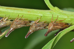 Membracinae