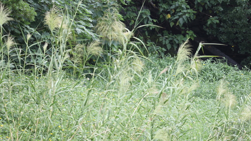 Image of Phragmites karka by (c) 胡正恆(Jackson Hu), some rights reserved (CC BY)