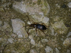 Pheropsophus javanus