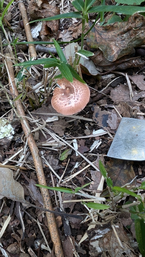 Leucoagaricus rubrotinctus · October 2024 · photo: © atsushi_nakajima_cirque (iNaturalist, cc-by)
