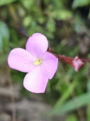 Arthrostemma parvifolium