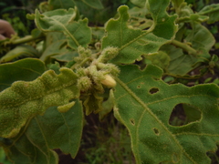 Solanum jamaicense