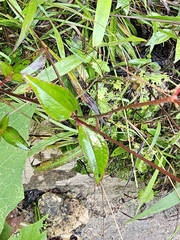 Arthrostemma parvifolium, photograph (c) Liliana Ramírez-Freire, some rights reserved (CC BY)