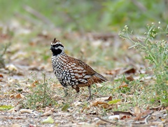 Colinus nigrogularis