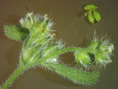 Cryptantha affinis