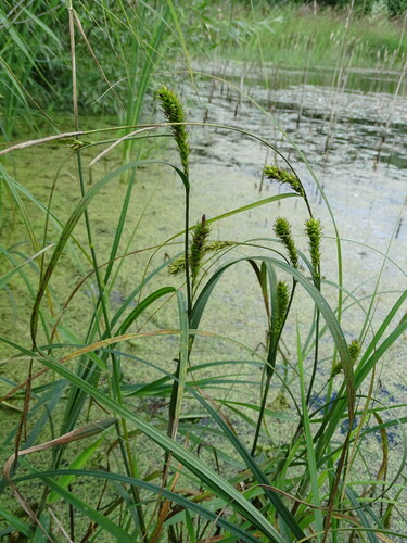 Image of Carex atherodes by (c) Grzegorz Grzejszczak, some rights reserved (CC BY-SA)