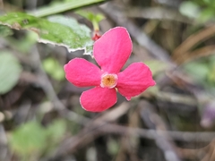 Rovaeanthus strigosus