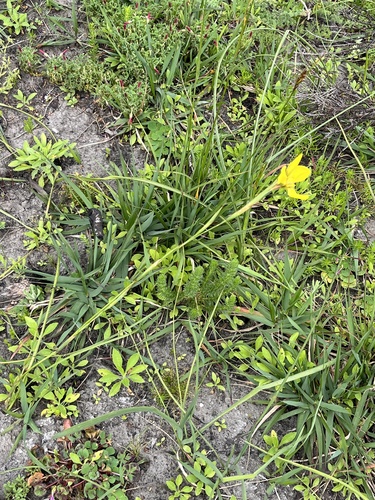 Image of Moraea bellendenii by (c) Charleen Brunke, some rights reserved (CC BY)