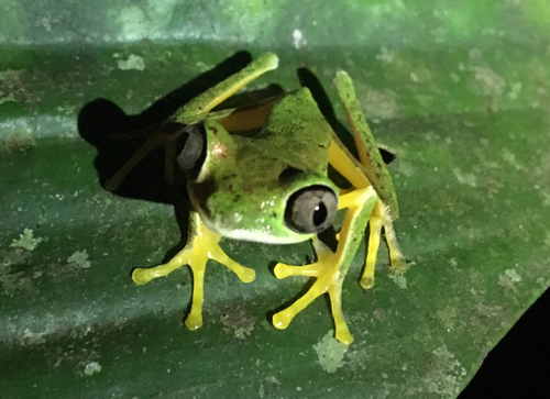 Lemur Leaf Frog