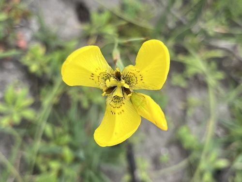 Image of Moraea bellendenii by (c) Charleen Brunke, some rights reserved (CC BY)
