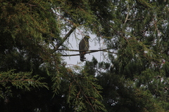 Rupornis magnirostris