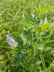 Orbexilum onobrychis