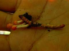 Paraisaria gracilioides