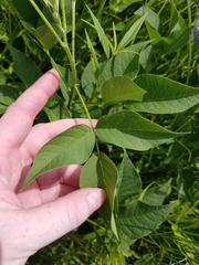 Orbexilum onobrychis