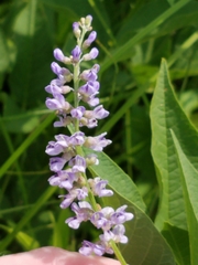 Orbexilum onobrychis