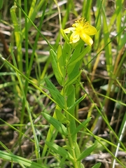 Hypericum adpressum