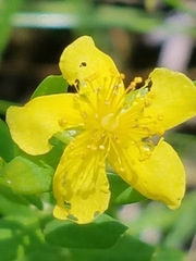 Hypericum adpressum