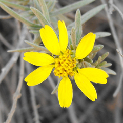 Deinandra clementina