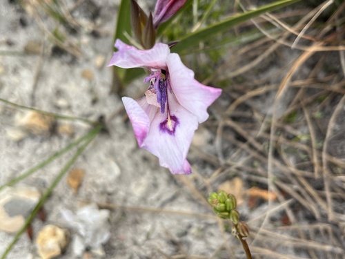 Image of Crude Swordlily by (c) Charleen Brunke, some rights reserved (CC BY)
