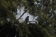 Rupornis magnirostris