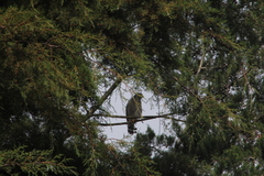 Rupornis magnirostris