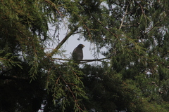 Rupornis magnirostris