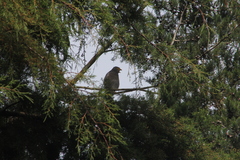 Rupornis magnirostris