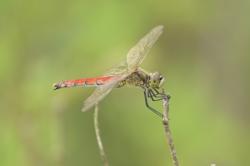 Sympetrum cordulegaster